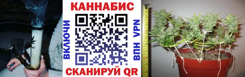 закладки  Камышин  Марихуана сатива 